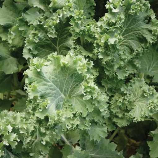 Siberian Kale KL7-750