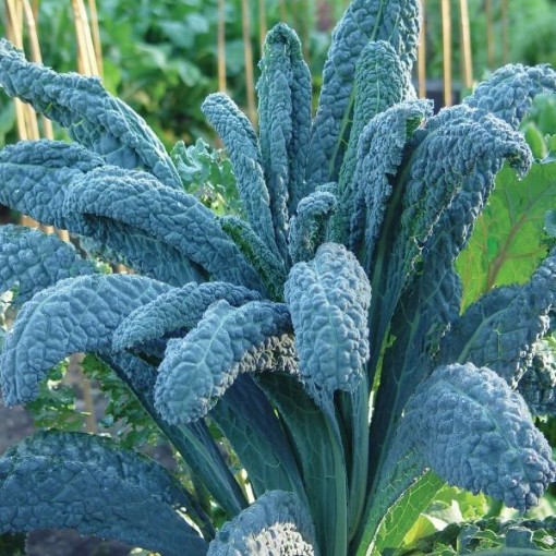 Lacinato Kale KL11-750