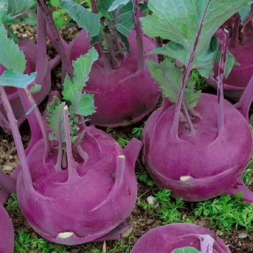 Early Purple Vienna Kohlrabi KO1-250