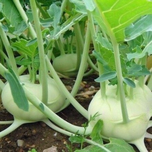 Early White Vienna Kohlrabi KO2-250