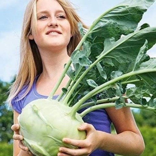 Gigante Kohlrabi KO3-250