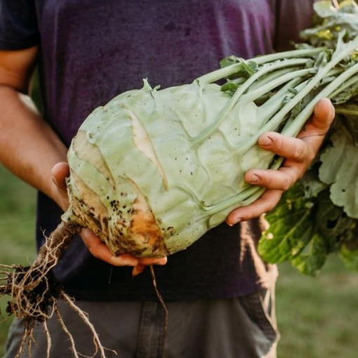 Superschmelz Kohlrabi KO6-250