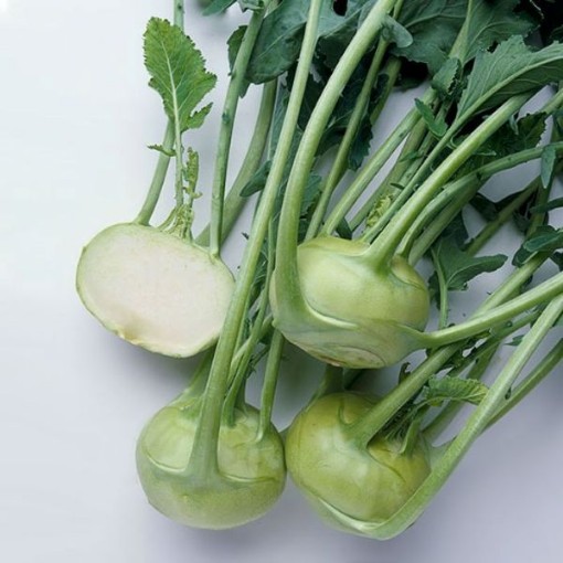 Winner Kohlrabi KO11-250