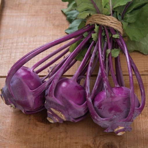 Azur Star Kohlrabi KO14-50