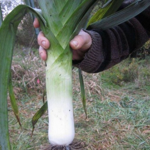 Giant Musselburgh Leeks LK3-250