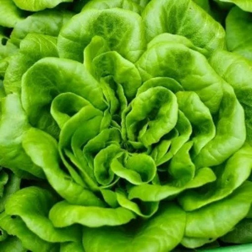 Bibb Lettuce LC2-750