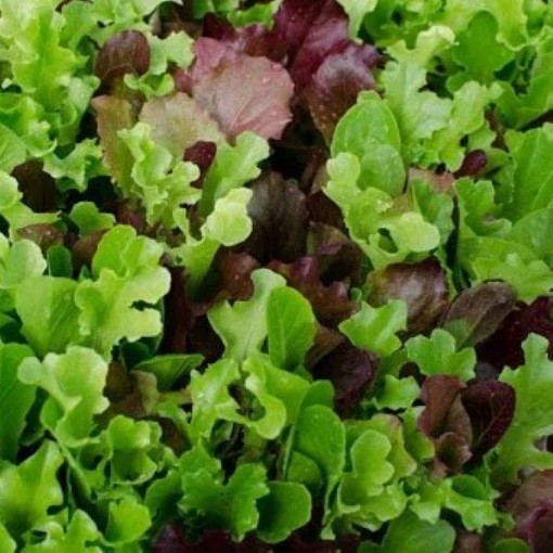 Gourmet Salad Blend Lettuce LC4-750