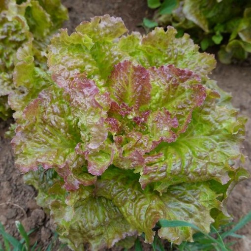 Prizehead Lettuce LC6-750