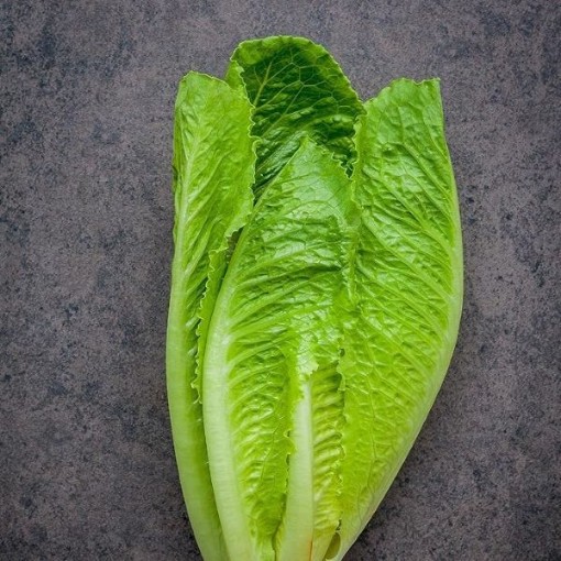 Dark Green Cos Lettuce LC10-750