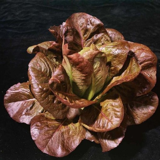 Rouge d' Hiver Lettuce LC12-750