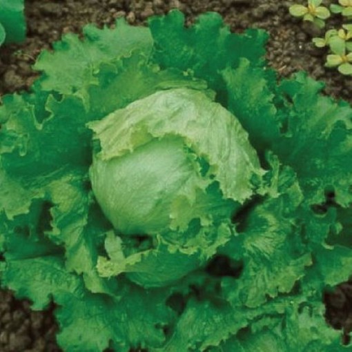 Great Lakes 118 Lettuce LC17-750
