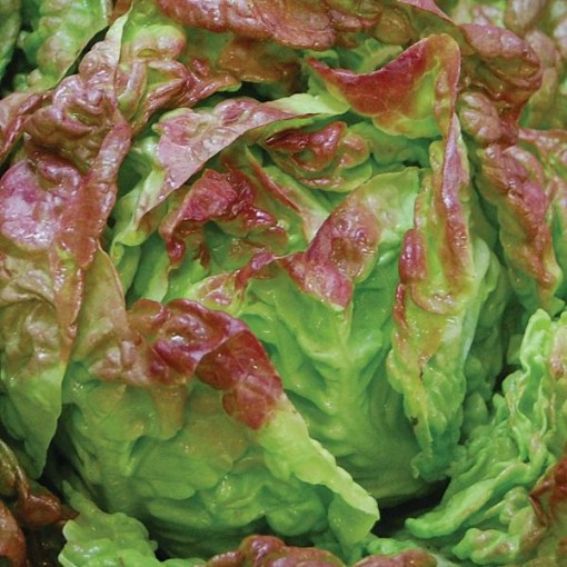 Merveille des Quatre Saisons Lettuce LC18-750
