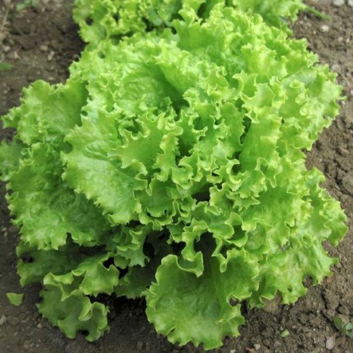 Salad Bowl Green Lettuce LC22-750