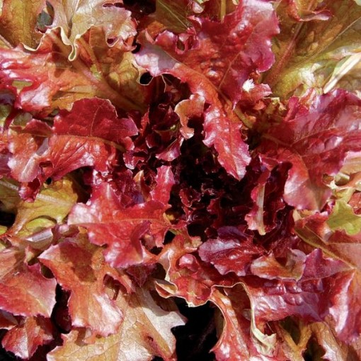 Salad Bowl Red Lettuce LC23-750