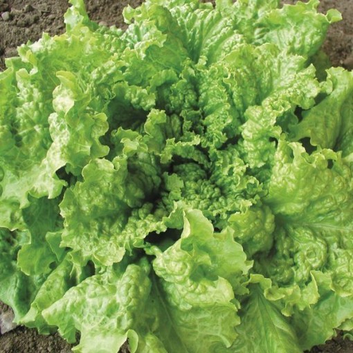 Black Seeded Simpson Lettuce LC26-750