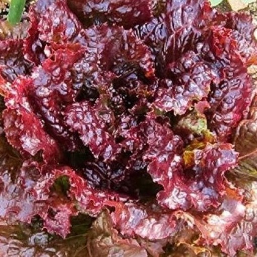 Ruby Lettuce LC33-750