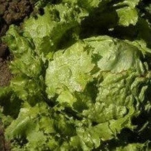 Hanson Improved Lettuce LC37-750