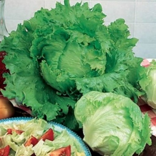 Blonde de Paris Lettuce LC35-750