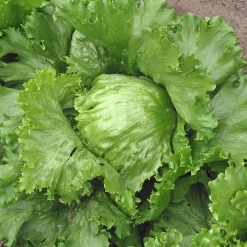 New York 12 Lettuce LC39-750