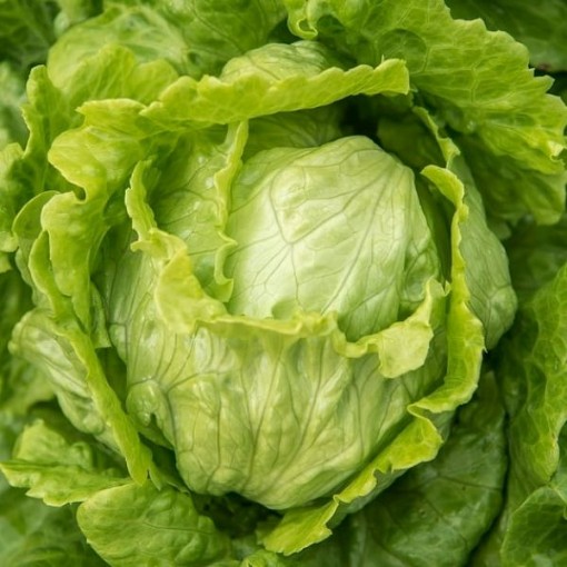 Webb's Wonderful Lettuce LC42-750