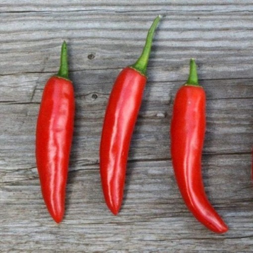 Onza Roja Peppers HP491-10