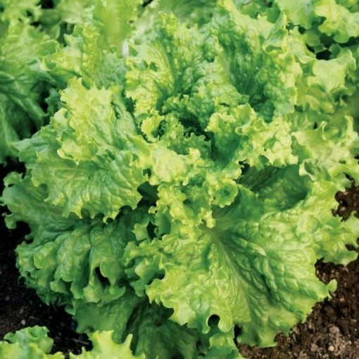 Waldman's Green Lettuce LC44-750