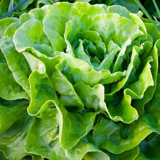 Kagraner Sommer Lettuce LC46-750