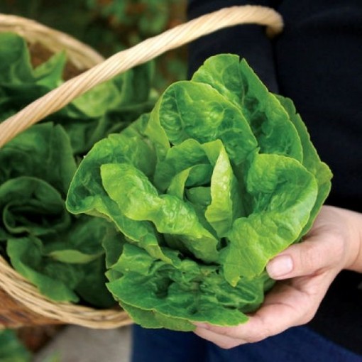 Little Gem Lettuce LC50-750