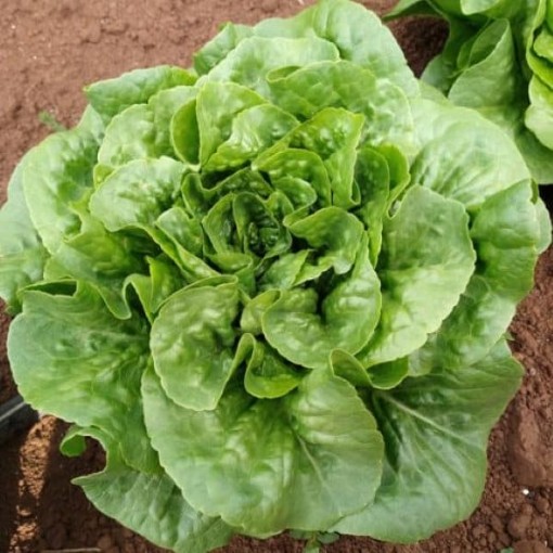 Winter Density Lettuce LC52-750