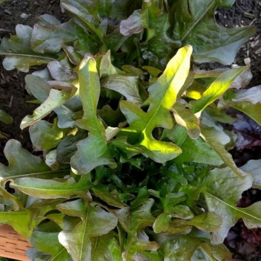 Bronze Guard Lettuce LC55-750
