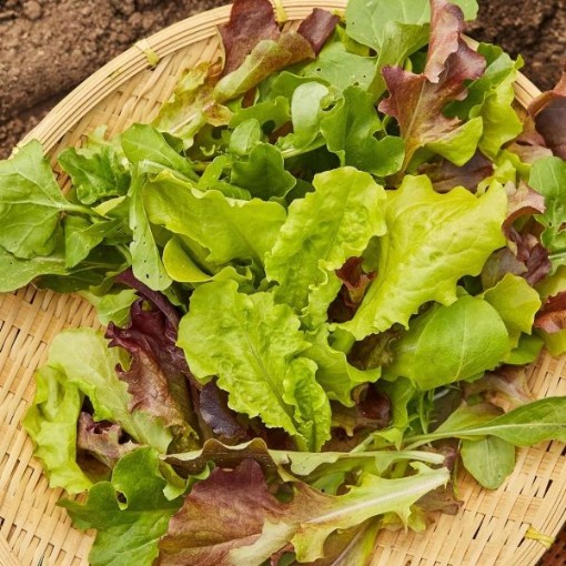Mesclun Blend Lettuce LC63-750