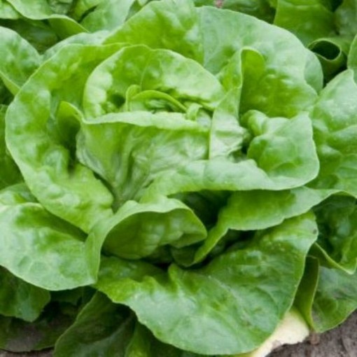 Wayahead Lettuce LC65-750