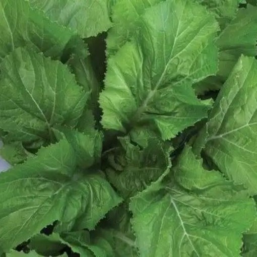 Florida Broad Leaf Mustard MU2-1000