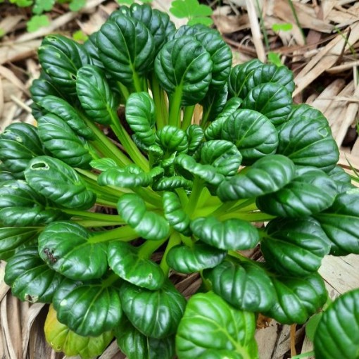 Tatsoi Improved Mustard MU9-1000