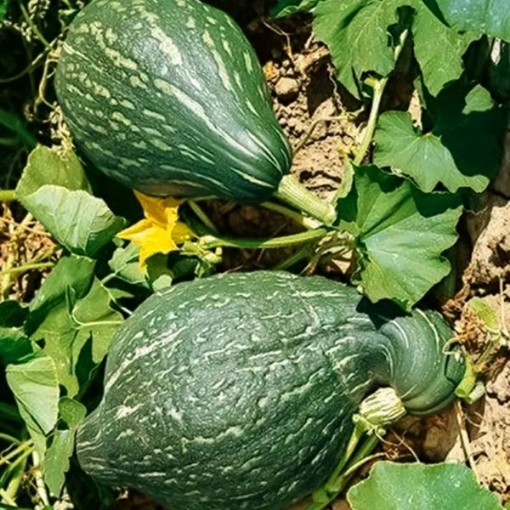 Green Hubbard Squash SQ91-25