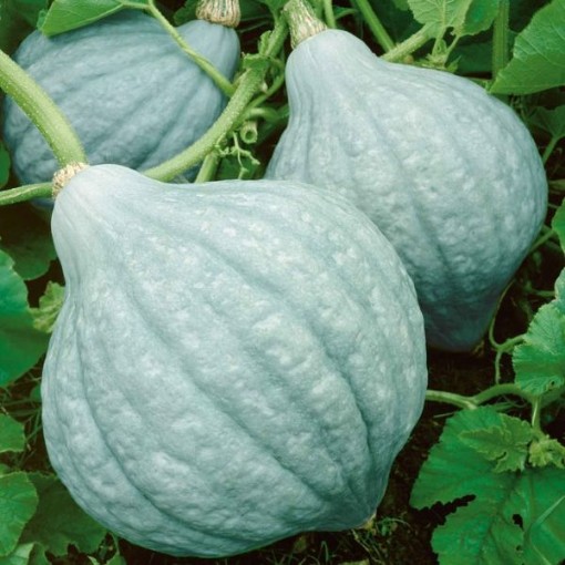 Blue Hubbard Squash SQ90-25