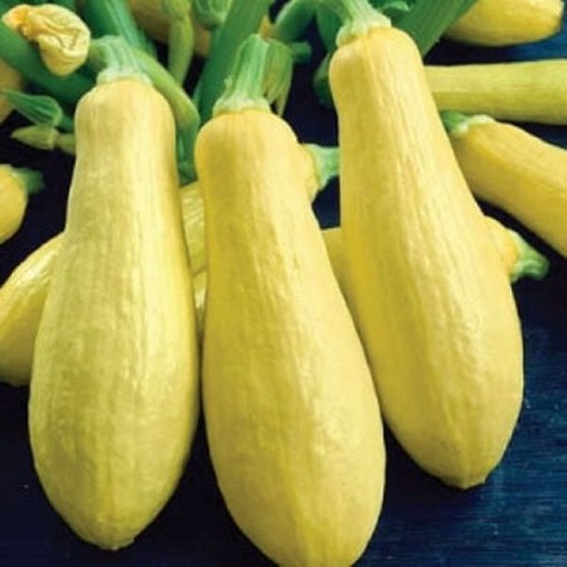 Early Prolific Straightneck Squash SQ10-25