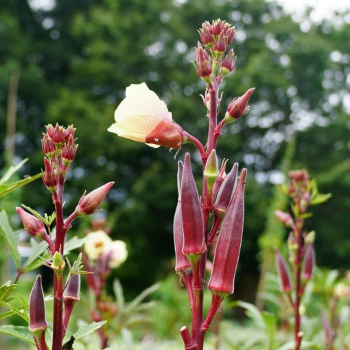 Red Burgundy Okra OK2-50