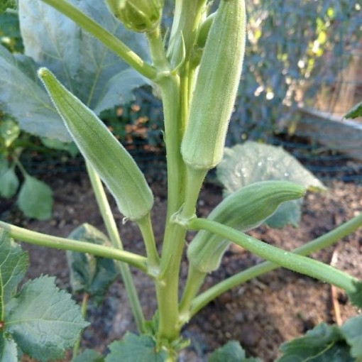 Dwarf Long Green Pod Okra OK9-50