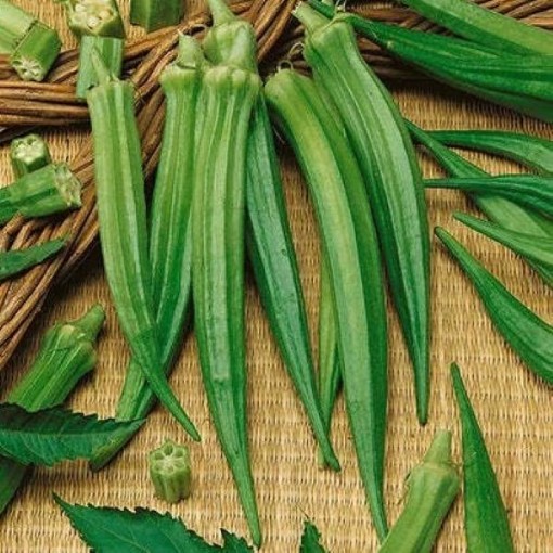 Perkins Mammoth Long Okra OK12-50