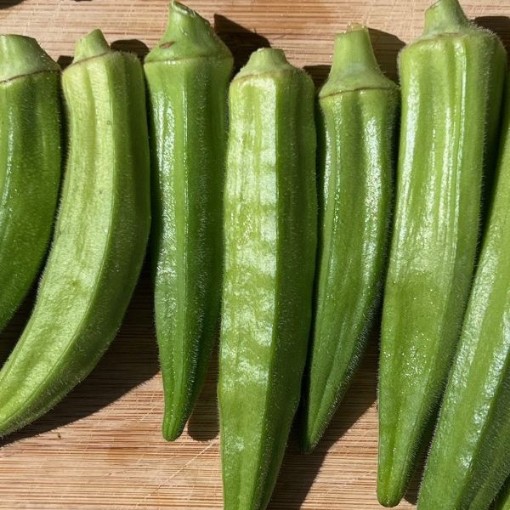 Evertender Okra OK17-25