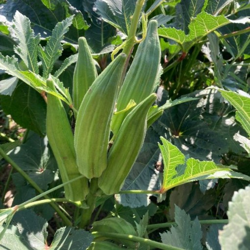 Cajun Jewel Okra OK19-50