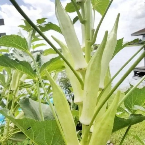 Silver Queen Okra OK22-50