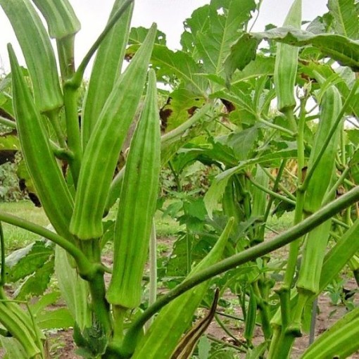 Perkins Dwarf Long Green Okra OK25-50