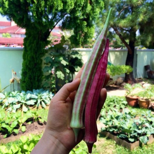 Red Velvet Okra OK27-50