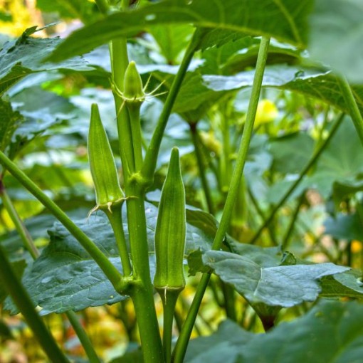 Jambalaya Okra OK30-50