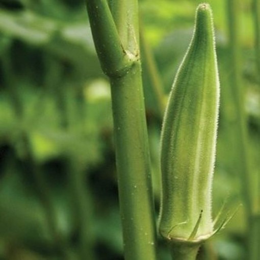 Choppee Okra OK33-10