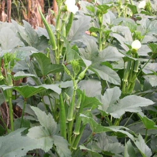 Stewart Zeebest Okra OK34-50