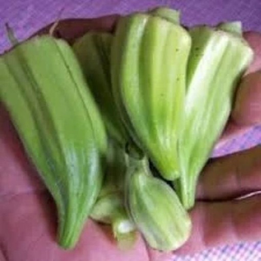 Beck's Big Buck Okra OK35-50