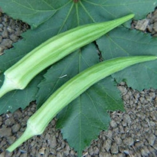 Cowhorn 44 Okra OK39-50